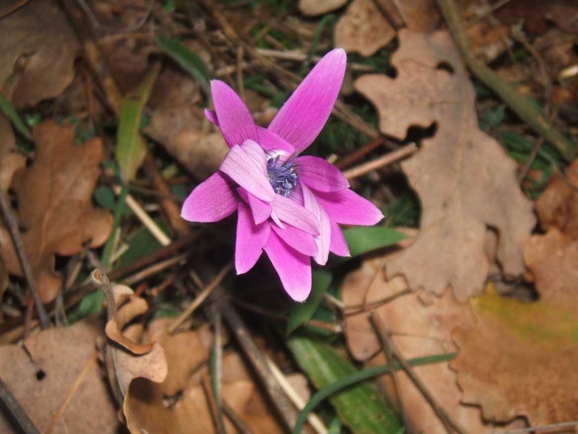 Gennaio sul Gargano - Anemone hortensis, Crocus biflorus